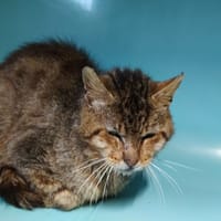 JFK, chat à adopter