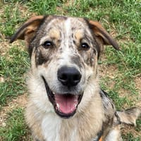MINOTAURE, chien à adopter