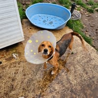 Balto, chienne à adopter