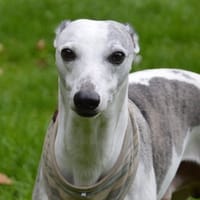 OREO CHAO, chien à adopter