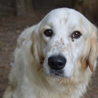 MARBO CHAO, chien à adopter