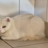 CALLA, chatte à adopter