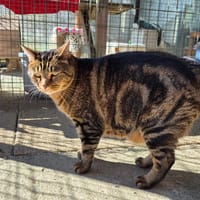 MIRA, chat à adopter