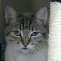 Moana, chat à adopter