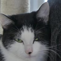 Maui, chat à adopter