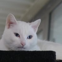 Tamatoa, chat à adopter