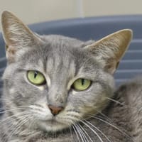 BELLA, chatte à adopter