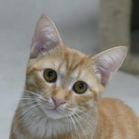 Alto, chat à adopter