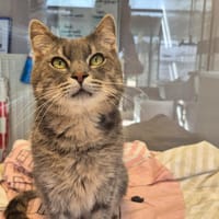 GOELAND, chat à adopter