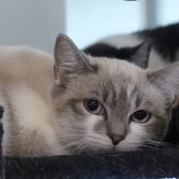 Vaiana, chatte à adopter