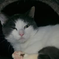 Motunui, chat à adopter