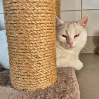 PUNZIE, chatte à adopter