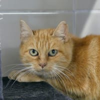 VANILLE, chatte à adopter