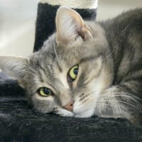 ARIEL, chatte à adopter