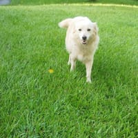 LENI, la douce créole, chienne à adopter
