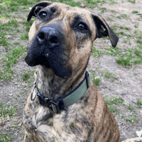Maple, female dog to adopt