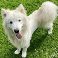 Samson, dog to adopt