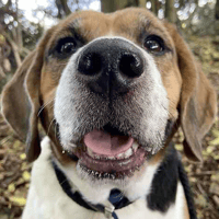 Jake, dog to adopt