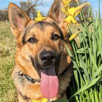 Roo, female dog to adopt