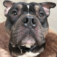 Mitch, dog to adopt