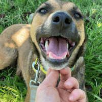 Idie, dog to adopt