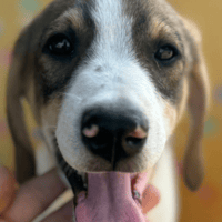 Dexter, dog to adopt