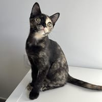 NANIA, chatte à adopter