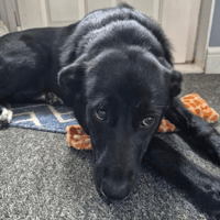 Arlene, female dog to adopt