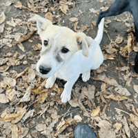 Boppit, dog to adopt