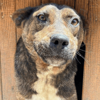 Atlas, dog to adopt