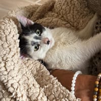 aza, chatte à adopter