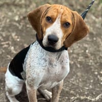 Joe, chien à adopter