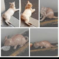 rubis, chat à adopter