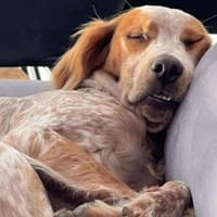 Arthur, chien à adopter