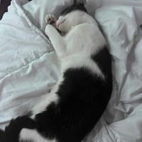 AVANA, chatte à adopter