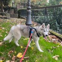 AIKO, chien à adopter