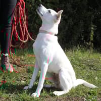 LILOU Berger Créole Femelle adulte, chienne à adopter