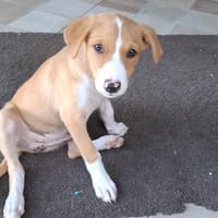 ZÉLIE, chiot femelle Berger Créole, chienne à adopter