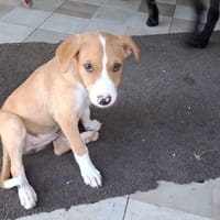 ZÉLIE, chiot femelle Berger Créole, chienne à adopter