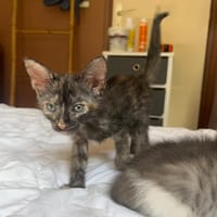 AGATE, chaton femelle, type européen, chatte à adopter