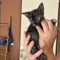 AGATE, chaton femelle, type européen, chatte à adopter