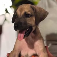 Dit Boubou, chien à adopter