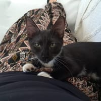 HUGGY-WUGGY, chaton mâle type européen, chat à adopter