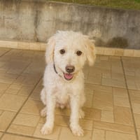 Coucou, moi c’est MAYA !, chienne à adopter
