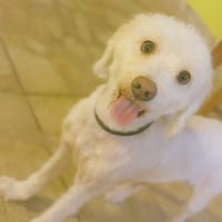 Coucou, moi c’est MAYA !, chienne à adopter