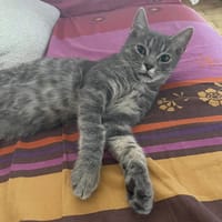 SUBWAY, chat à adopter