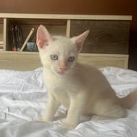 AÏBLUE, chat mâle de type européen, chat à adopter