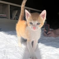 JASPE, chaton mâle, type européen, chat à adopter