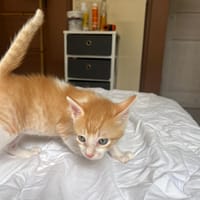 JASPE, chaton mâle, type européen, chat à adopter