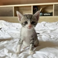 LUNOR Chaton Mâle, type européen, chat à adopter